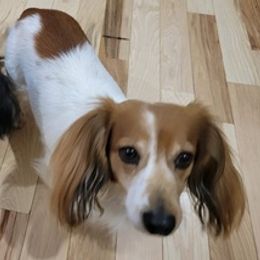 Dachshunds from Aubrey's Dachshunds