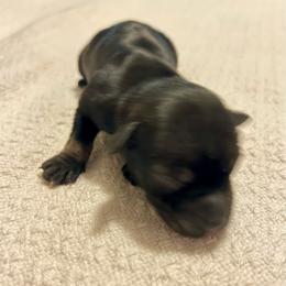 Girl 2 - Salt and pepper female Miniature Schnauzer puppy in Woodburn, Kentucky from Southern Kentucky Schnauzers