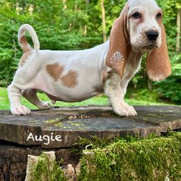Luke - Lemon and white male Basset Hound puppy in Dingess, West Virginia from Tuckers' Howling Hounds