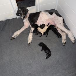 Cartwright's Ruth Safe Within His Fold - Phantom female Poodle puppy in Albany, Kentucky from Impressive Cartwright Standards