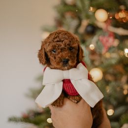 Goldendoodle and Sheepadoodle Puppies from Dooling Doodles
