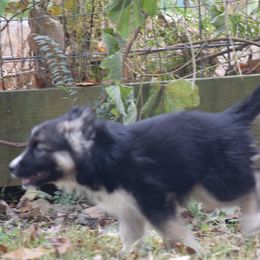 Siberian Husky Puppies from Dreamers Mile