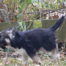 Siberian Husky Puppies from Dreamers Mile