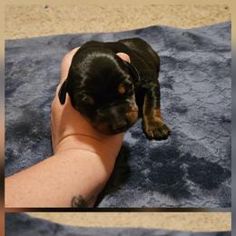 Loretta - Black and rust female Doberman Pinscher puppy in Mount Orab, Ohio from Heyne Kennels
