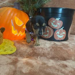 Purple - Black and tan female Dachshund puppy in Saint Jo, Texas from Reeves Dashing-Hounds