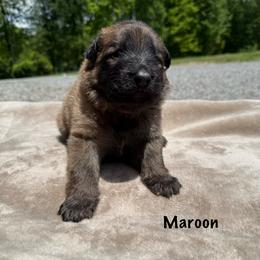 Maroon - Bi-color female German Shepherd puppy in Terra Alta, West Virginia from Shepherd Country Farm and Kennels