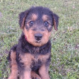 Boy 2 - Airedale Terrier puppy in St. Cloud, Minnesota from RegalAire Kennels