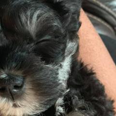 Miniature Schnauzers from Buckeye Schnauzers