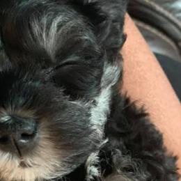 Miniature Schnauzers from Buckeye Schnauzers