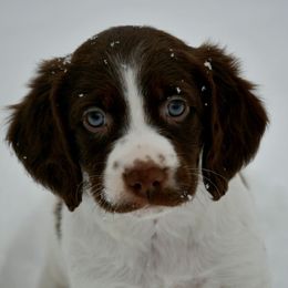 Mario - Liver and white male Brittany puppy in Hollidaysburg, Pennsylvania from Royal Flush Farms