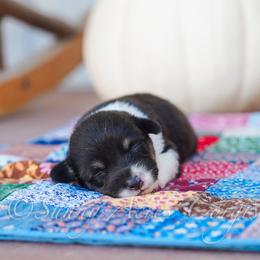 Ember - Black and tan female Pembroke Welsh Corgi puppy in Bedford, Indiana from Sunny Acres Corgis