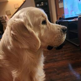 Vinny - Golden Retriever