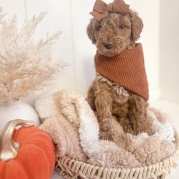 Hazel - Red  female Goldendoodle puppy in Atwater, California from Alvdoodles