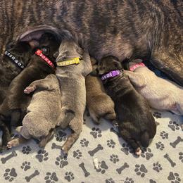 4th pick of the females - Gray female Cane Corso puppy in Clewiston, Florida from Far From Average Kennels