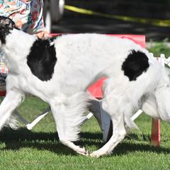 Anfisa - Borzoi