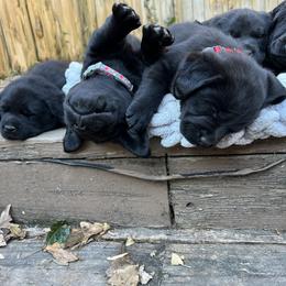 Labrador Retriever Puppies from Edgewood Farm Kennel