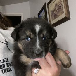 Miniature Australian Shepherd and Toy Australian Shepherd Puppies from Bit O' Bliss Farm LLC
