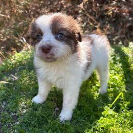 Coraline - Red tri-color female Australian Shepherd puppy in Grants Pass, Oregon from Carmel Mountain Aussies