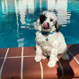 Thor - Parti male Poodle puppy in Gainesville, Florida from Pipsqueak Mansion Poodles
