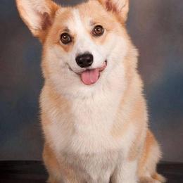 Great Danes and Pembroke Welsh Corgis from California Dreaming Great Danes & Corgis