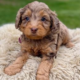 Purple collar girl - Chocolate merle female Bernedoodle puppy in Colorado Springs, Colorado from Mercy Mountain Bernedoodles
