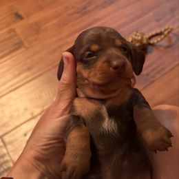 Candy - Chocolate female Dachshund puppy in Fort Worth, Texas from Louis' Litters
