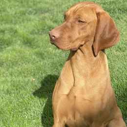 Charlie - Vizsla