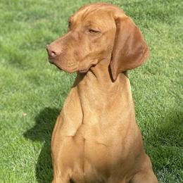 Charlie - Vizsla