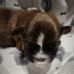 Tramp - Brindle male Shih Tzu puppy in Wolcottville, Indiana from Ducky's Doodles