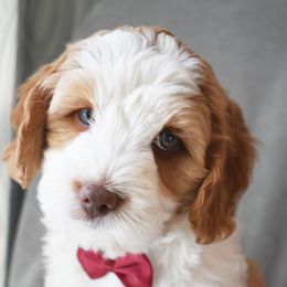 Australian Labradoodle Puppies from Frosty Hill Australian Labradoodles