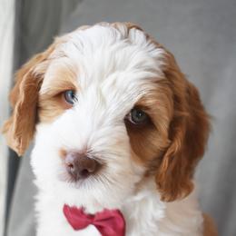 Australian Labradoodle Puppies from Frosty Hill Australian Labradoodles