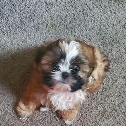 Shih Tzus from Melanie's Tiny Tibet Treasures