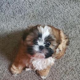 Shih Tzus from Melanie's Tiny Tibet Treasures
