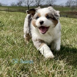 Australian Shepherd Puppies from OR Aussies