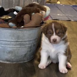 Australian Shepherd Puppies from Double BarH