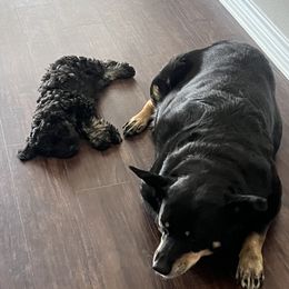 Miniature Schnauzer Puppies from Sugarbaby Kennel