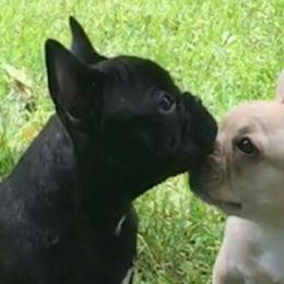 French Bulldogs from Biglovebullys