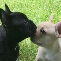 French Bulldogs from Biglovebullys