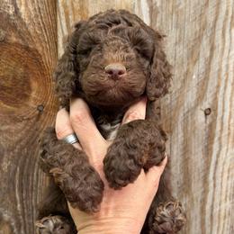 Brown Collar Boy - Chocolate male Goldendoodle puppy in San Augustine, Texas from Vintage Doodles