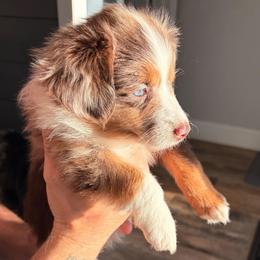 Stevie - Red merle female Miniature Australian Shepherd puppy in Reno, Nevada from Battle Born Mini Aussies