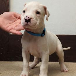 Nimrod - White male Dogo Argentino puppy in Morgan Hill, Pennsylvania from De la Fuerza De Dios