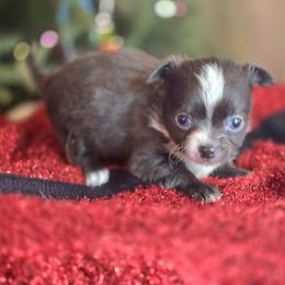 Claus - Blue and white male Chihuahua puppy in Plainfield, Indiana from Abby's Pampered Pooches