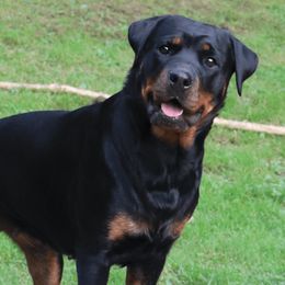 Cera - Rottweiler