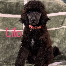 Lilo - Brindle Poodle puppy in Latrobe, Pennsylvania from Taylor's Poodles