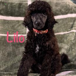 Lilo - Brindle Poodle puppy in Latrobe, Pennsylvania from Taylor's Poodles