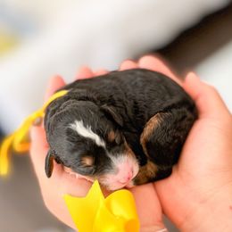 Twilight Sparkle - Tri-color female Bernedoodle puppy in Ontario, California from Teddy Doodles & Standard Poodles