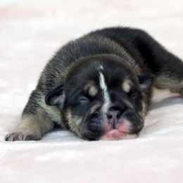 Willy - Black tri-color male Bulldog puppy in Winnsboro, Texas from JP Ranch Bulldogs