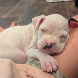 Porgie - White female Boxer puppy in Sherrill, Iowa from Balltown Boxers