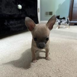 Moe - Silver and white male Chihuahua puppy in Charlotte, North Carolina from Lawinski’s Chihuahua World