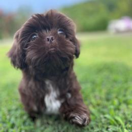 Blazer - Liver male Shih Tzu puppy in Tennessee from Cutshall Babies